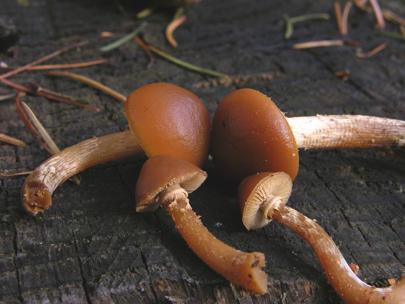 Galerina da determinare n0041 e n0042(2007).